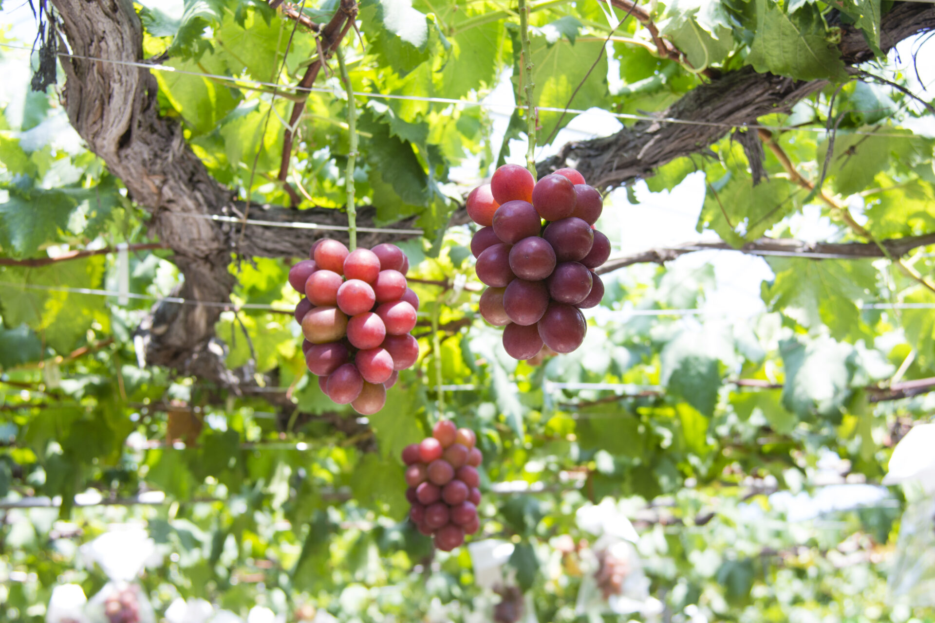 Ruby Roman grapes Ishikawa Foods ISHIKAWA FOODishbook