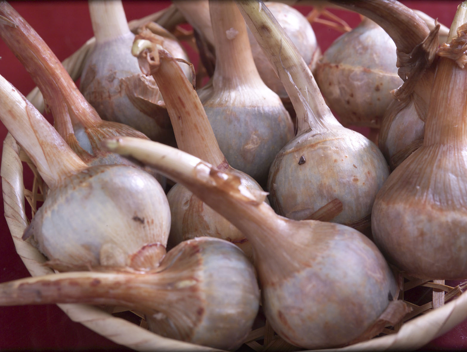 くわい | いしかわの食材 | いしかわ百万石食鑑