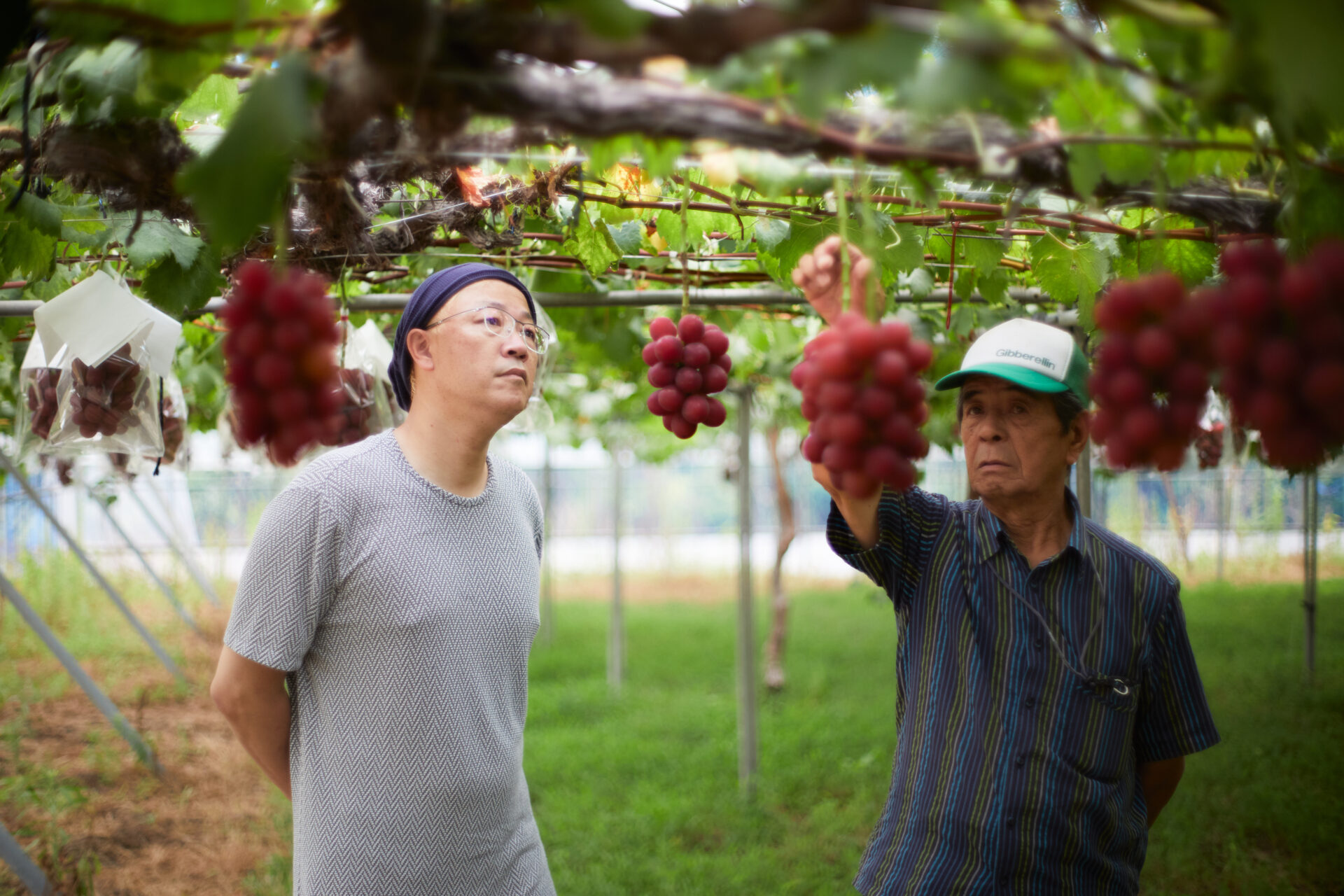 Ruby Roman: the miracle grape with a brilliant ruby color created through Ishikawa's climate and the passion of the local people. 1 | Report | ISHIKAWA FOODishbook