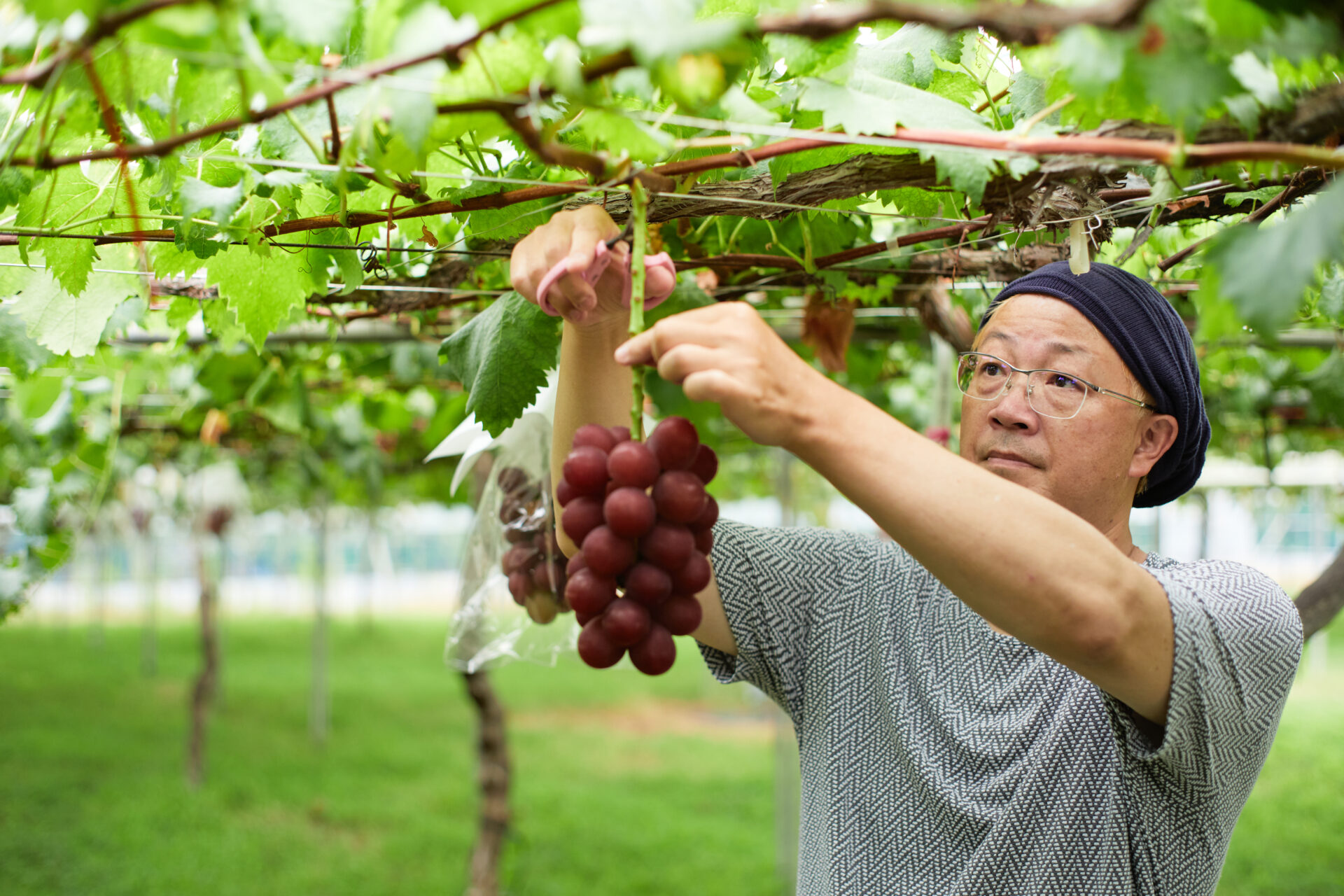 Ruby Roman: the miracle grape with a brilliant ruby color created ...